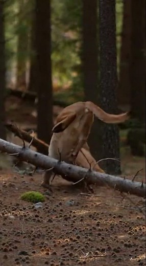 Cougar Ambushes Elk Calf in Brutal Forest Takedown | Real-Time Predator Attack