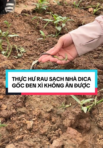 Thực hư rau sạch nhà Dica gốc đen xì không ăn được??! #LauEchDica #AnCungTikTok #HanoiFood