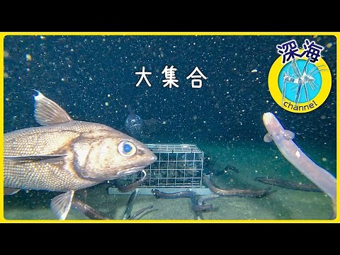 【深海生物大集合】深海 2000m付近 | 水中カメラ | 4K