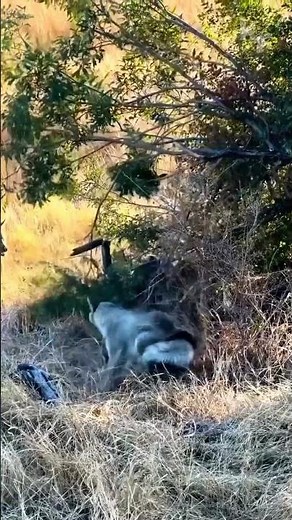 Jackals Attack a Giant Python in the Wild!