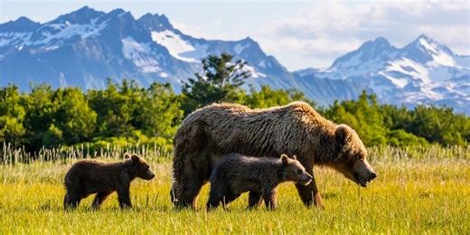 Alaska Wildlife Tour | Natural Habitat Adventures