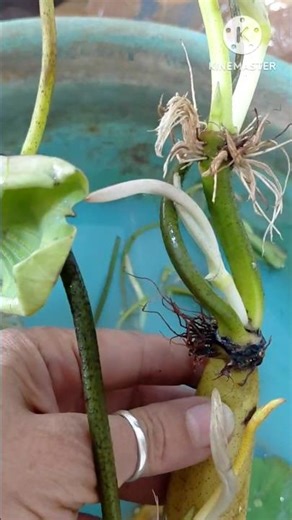 Tuber With Small Bud 😄 #shorts #viral #trending