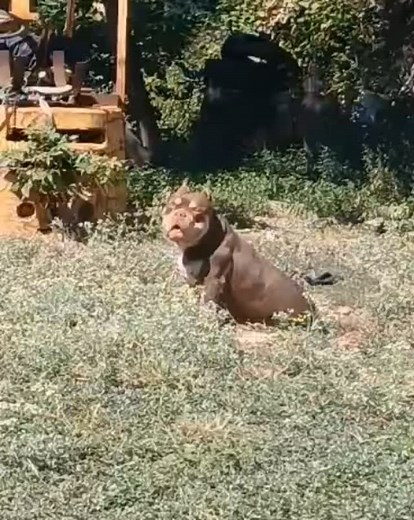 #American bully#foryoupage #foryou #foryou #algorithm#dallas #blowthisup #fyp #onthisday #pocket #CRK #classicbully #fyp #xlbully #fypシ #standardbully #dogsoftiktok #ChicasMalas #badgirl#Texas#Microbully# | Classic Red Kennels | Facebook