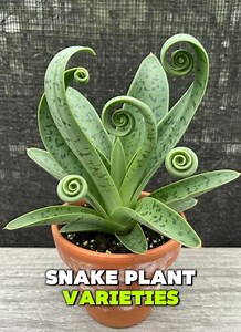 Best Spiral Snake Plant Varieties👇👇 | Easy planting Tips