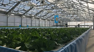 What do fish poop and lettuce have in common? They help run a new Delaware aquaponics farm