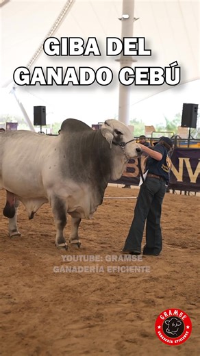 ¿SABES POR QUÉ EL GANADO CEBU TIENE GIBA O JOROBA? #cebu #ganado #ganaderia #rancho #finca La giba es una característica del ganado Cebú (Bos indicus). Su función principal es el almacenamiento de tejido adiposo (grasa), que actúa como reserva energética para el animal #gramse #agropecuario | Gramse Ganaderia Eficiente