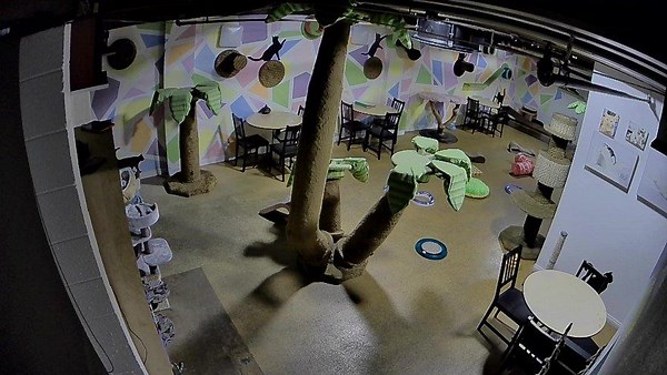 TheCatCafeSanDiego - Twitch