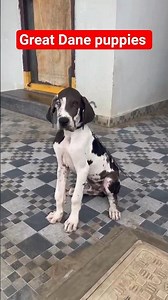 +91 93926 48299 | Great Dane Puppies for sale