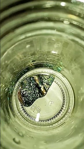 soaking a sea shell in alcohol to clean and make it shiny just to try it out #abalone