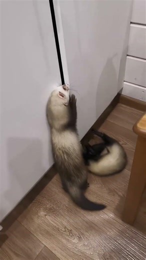 Professional burglar