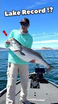 LAKE RECORD STRIPER!? Massive Lake Mead Striped Bass! #bassboat #bassfishing #stripedbass #fishing