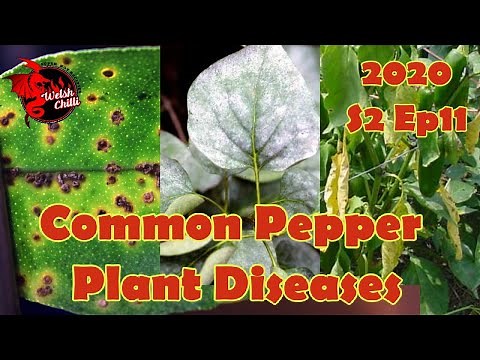 Troubleshooting Pepper Problems: A Comprehensive Disease Defense Plan