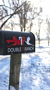 Cold air, warm barrels, and snowy fields! ❄️🐦 Pheasant hunting in the snow at Double P Ranch is a whole new level of adventure. Don’t let the cold stop you - this is where the memories (and roosters) are made.🌾 | Double P Ranch
