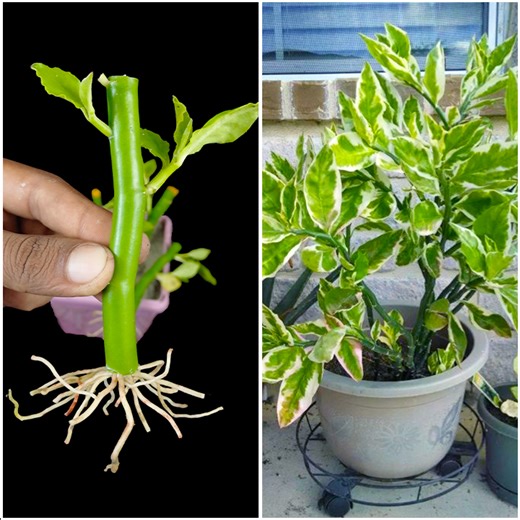 5.3K views · 42 reactions | Stem to plant method | Growing devil's backbone plant at home | DIY IndoorGarden | Facebook