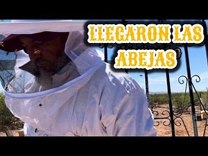 72~¡ABEJAS!🐝JALEA REAL🔥MAS ARBOLES🌱