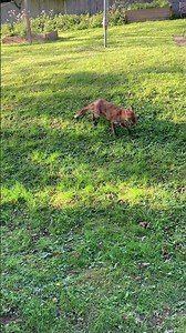 Little Fox 🦊
