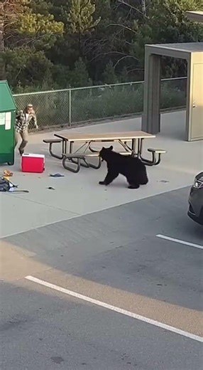 Black Bear rushes a camper at the Smokies rest stop corral #blackbear