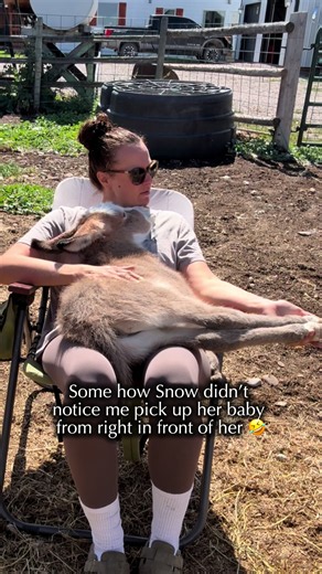 Some how snow didn’t notice me pick up her baby right from in front of her and go sit down with him 🤣#minidonkeybaby #babydonkey #bonkey #babyminidonkey #babydonkeycuddles
