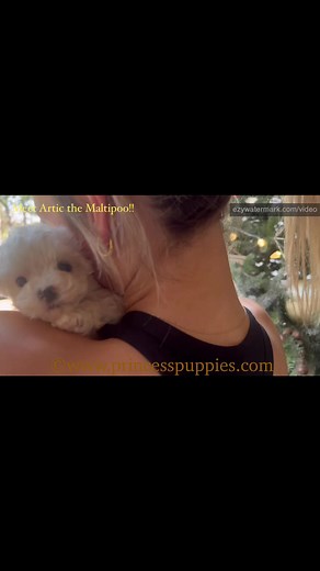 Nothing better than puppy love! ❤️🤩. www.princesspuppies.com | Princess Puppies