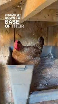 The Best Ingredients For A Chicken Sand Bath!