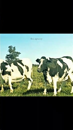 COW DANCING MOOO! - DOJA CAT