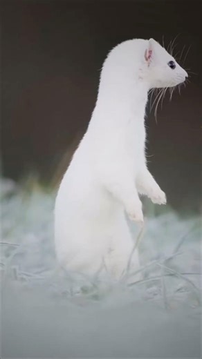 The Cute Predator That Tricks Its Prey #youtubeshorts #trendingshorts #shortvideo