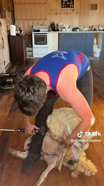 Easy Lamb Shearing Tips for Beginners