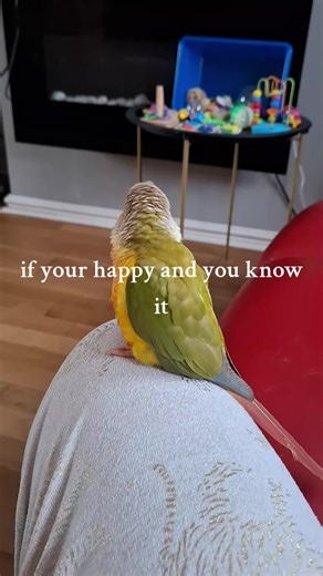 Singing Conure Performance: If You're Happy and You Know It
