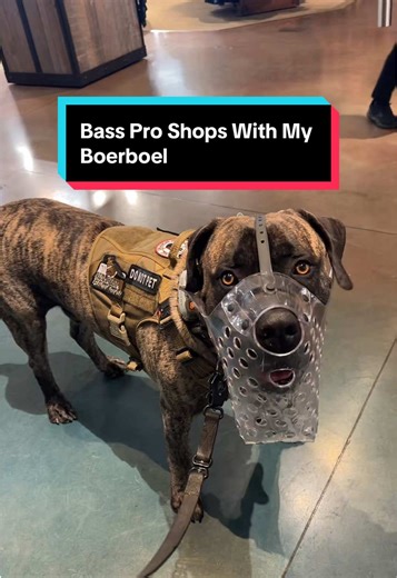 Come with me to take my Boerboel inside Bass Pro Shops for some neutrality training and for a walk at the park. We have family in town staying at our house and Gronk is not thrilled about it. So I’ve been very intentional about getting him out of the house everyday for a few hours. This was such a fun outing today! I’m so proud of how he handled himself inside Bass Pro Shops with many people stopping to talk to us. I love educating others about his breed. I’m so appreciative of places like @bass