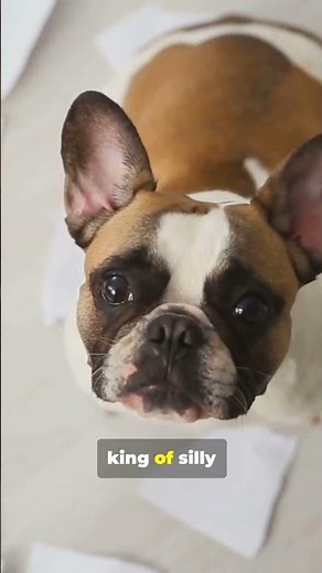 Why We Blame the Dog!