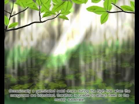 Mangrove Forests & Vivipary