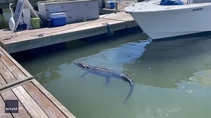 'HE NIPPED HIM!' As tourists in South Carolina tossed some snacks to an alligator near the docks, a hungry shark went in for a bite -- and instead bit the gator's foot! 🐊🦈 DETAILS: https://bit.ly/3uSq5Ff | FOX 35 Orlando