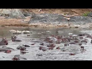 Hippopotamus in "Hippo Pool" in Serengeti National Park (Central), October 6
