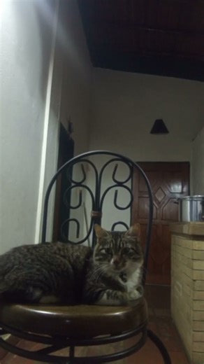 spining cat OIA OIA OIA #cat #dance