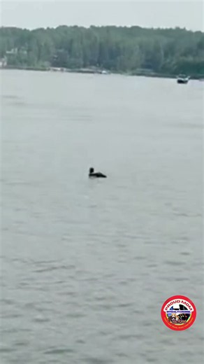 What is a Loon? #factshorts #birds #shortsfeed #wildlife