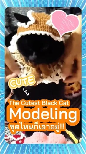 The Cutest Black Cat Modeling !! #cat #pets #funny #shorts #shortsfeed #viral