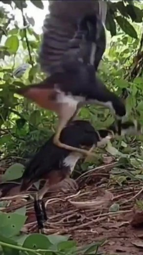 Outrageous this bird is very fierce, bird trap.. #reelsfypシ #reelsvideo #reelsfypシ2023 #reelsfb #trap #reelfacebook #campinglife #birds #snake #trapmusic | Anymouse