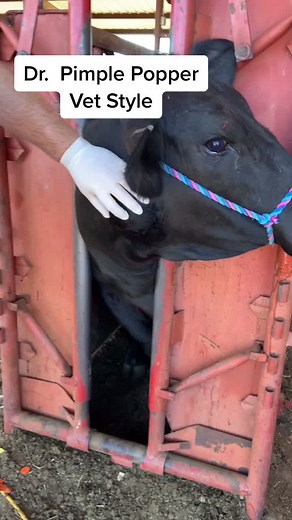 Huge abscess drained on cow. #drpimplepopper #veterinarymedicine #cow #drain