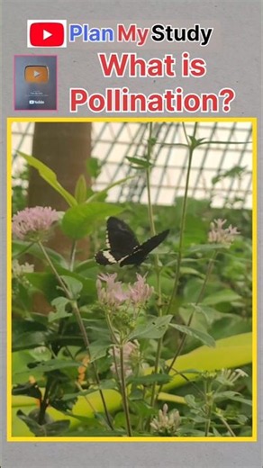 What is Pollination? 🌸 #nector Anther #plant #flower #planmystudy