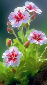 2.6K views · 86 reactions | I love flowers #beautiful #flowers #foryouシ #everyone | 푵푸푪 푵풂풕풖풓풆 푭풍풐풘풆풓 | Facebook