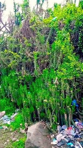 Name of the plant #botany