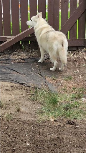 Husky Dog Enjoys a Peaceful Drizzle | #Shorts #Husky #HuskyDog #Dogs #CuteDogs