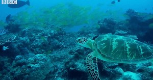 Deadly Sea Turtle Cancer Treated With Human Anticancer Drug in New Study