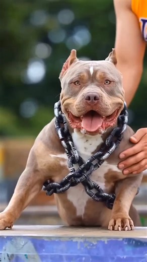 pitbull vs gaur ki fight ☠️ #viralshorts #trendingshorts #ytshorts