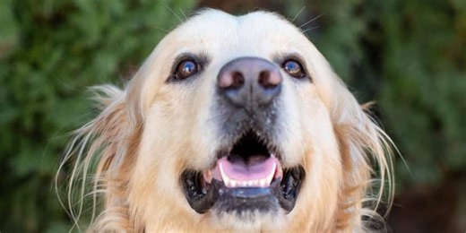 Morgan County K9 dies after a medical emergency Sunday night