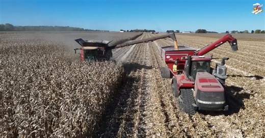 Mike Less - Farmhand Mike --  In this video I am out in a corn field on the Darke/Preble County line of Ohio with Drew Farms. In this field they are harvesting their 2025 corn crop. This farm runs two Case IH 8250 combines with 12 row folding Gerringhoff Northstar corn heads. Also in the field they are running their two Case IH 540 Quad Track Tractors pulling J&M 1410X grain carts.