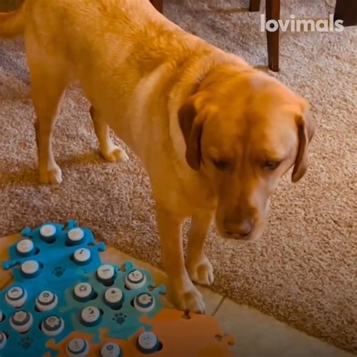 490K views · 2.3K reactions | Copper the genius dog has learned how to 'speak' using a soundboard  | VT | Facebook