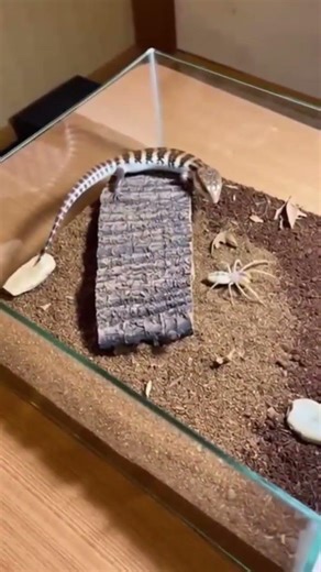 Tiny Arena, Big Battle! 🦂 Who will survive this insect war?