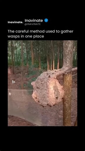 Inavinate | The video shows a gloved worker removing a massive paper wasp nest with calm precision, slicing it cleanly from a tree trunk before placing... | Instagram