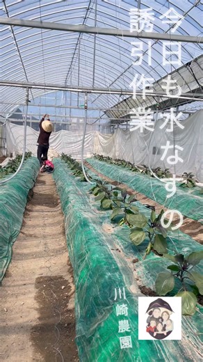 泉州水なすの育て方と愛情を込めた農作業